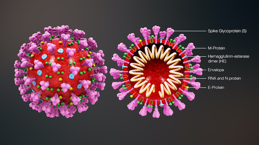  Coronavirus structure. Credit: https://www.scientificanimations.com / CC BY-SA
