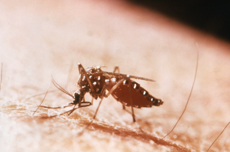 Image source: https://commons.wikimedia.org/wiki/File:Yellow_Fever_Mosquito_-a.png 