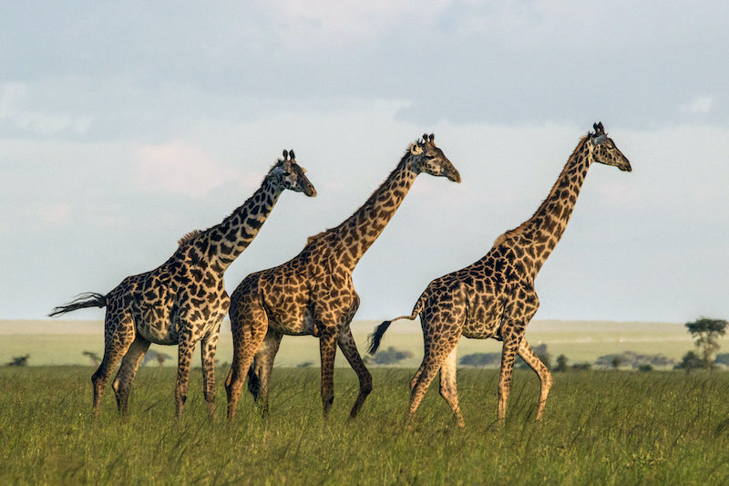 Female giraffes benefit from living in groups with several other females. Credit: Sonja Metzger