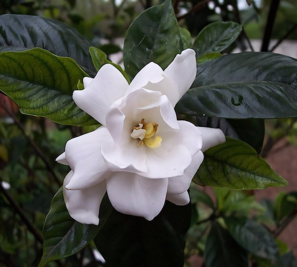 Gardenia flower from the gardens at Monticello. Credit: Wikimedia Commons, Queerbubbles&nbsp;CC BY-SA 3.0