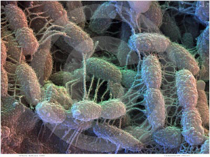 Soil Bacteria