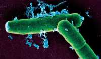 Anthrax Bacteria