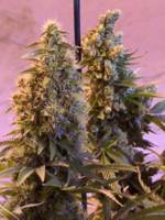 Medical Marijuana