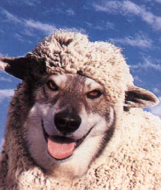 wolf