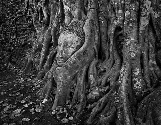 A Buddha sculpture, surrounded by tree roots