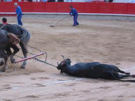 Dead Bull being dragged off