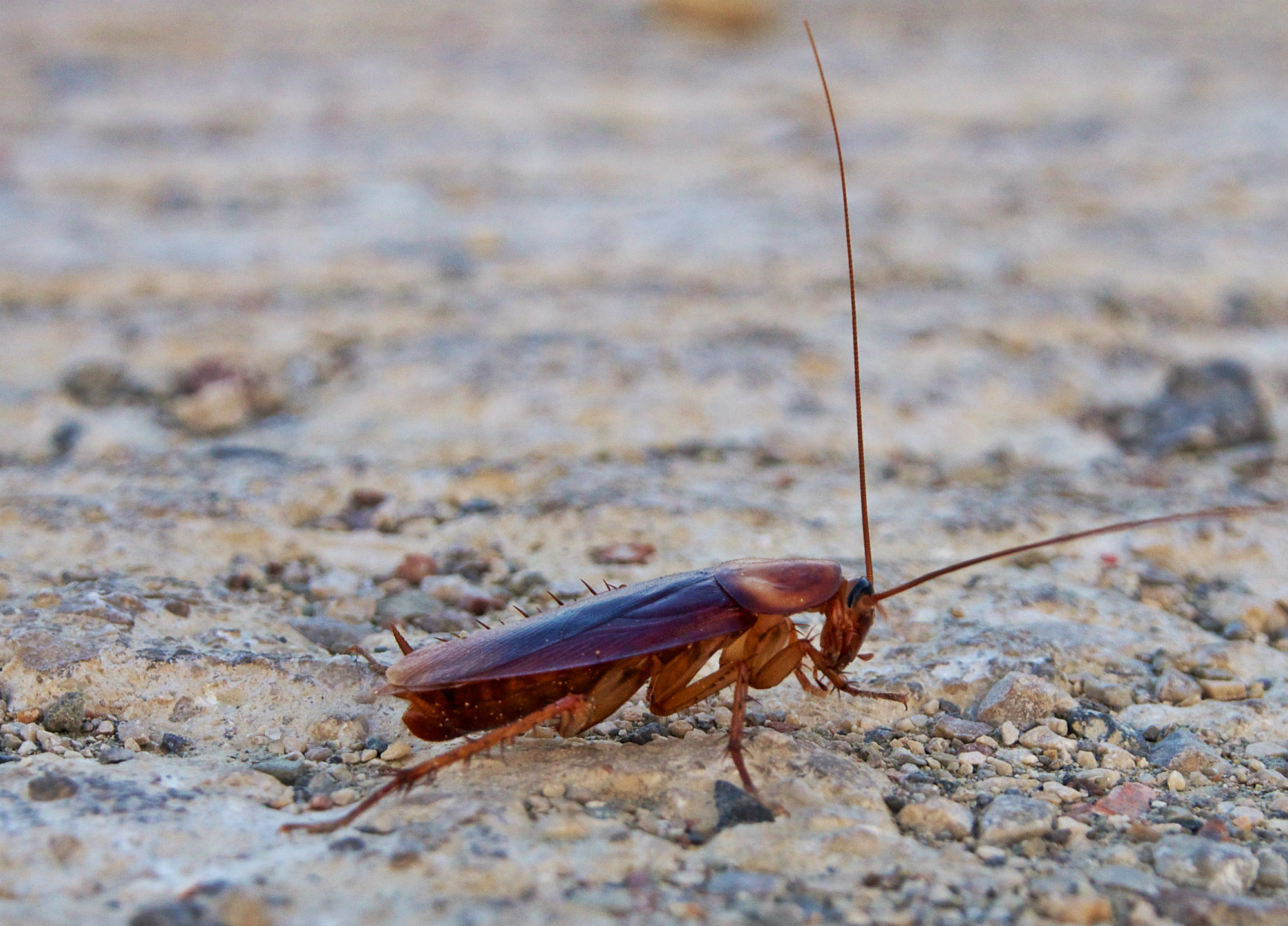 waterbugs photo